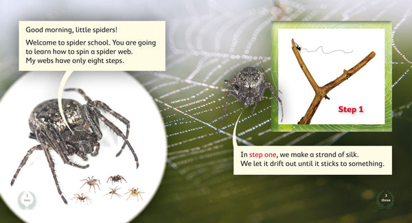 Spider School: How to Spin a Web 6-pack (Level 14)  20% Discount