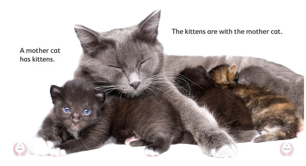 Kittens 6-pack (Level 2) 30% Discount