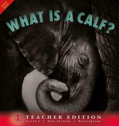 What is a Calf? 6-pack (Level 5) 30% Discount