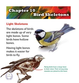Birds SET (12 Readers + 2 free Teacher Editions) 50% Discount