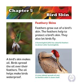 Birds SET (12 Readers + 2 free Teacher Editions) 50% Discount